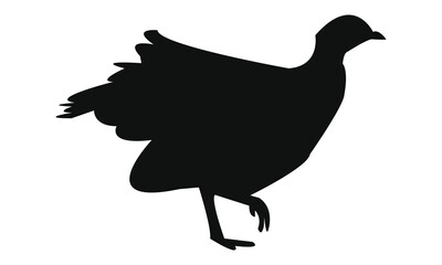 Black Pheasant silhouette And Vector Illustration. 