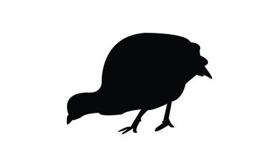 Black Pheasant silhouette And Vector Illustration. 
