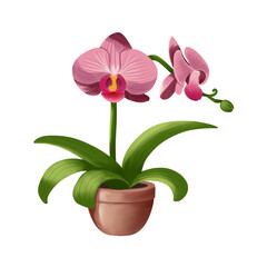 blooming pink delicate orchid in a pot