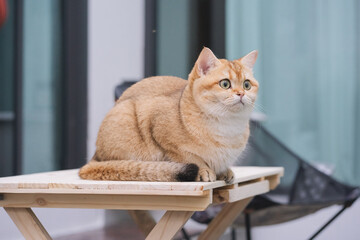 happy and relax concept with gold british cat sit on camping table