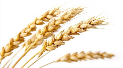 A solitary golden stalk with fine grains stands out against a pristine white backdrop, embodying the essence of agriculture and nature.