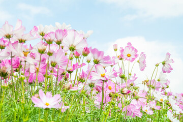 Obraz premium Pink cosmos flowers with blue sky,Landscape of nature background and beautiful pink and white cosmos flower field,blooming cosmos flower in the garden.