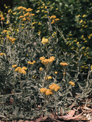 Yellow flowers in the garden