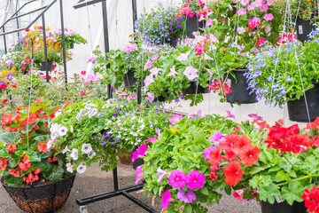 Flowers hanging in plastic pots in nursery garden,Potted flowers and plants in flower shop, plants in the interior of greenhouse,Home gardening tropical flower,Selective focus,copy space.