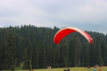 Vibrant paraglider in a scenic mountain field surrounded by pine trees and lush greenery