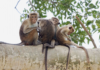 Fototapeta premium Monkey family on tree branch, Asian monkeys 