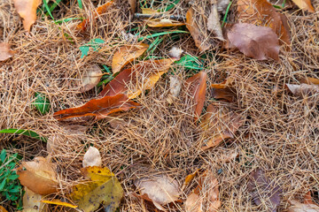 Larch needles on the ground in autumn