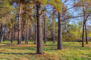 tree trunks in a pine forest. landscape