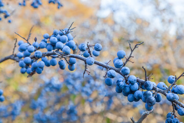 ripe black sloe berries in nature