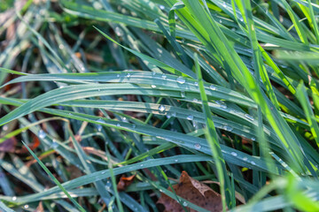 dew drops on green grass