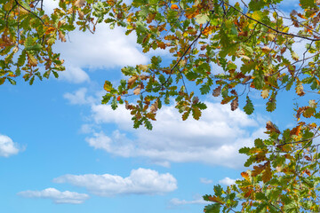 oak tree branches in autumn against the sky