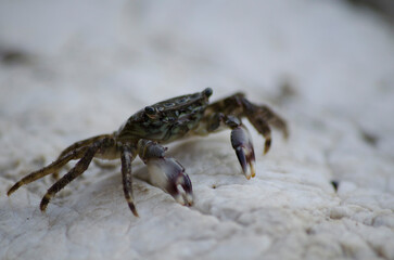 little crab on a rock