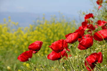 Red flowers with blurry background