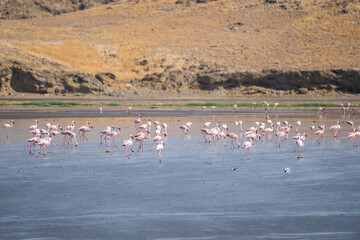 Naklejka premium Flock of flamingos in water with mountains in background, Lake Natron, Tanzania