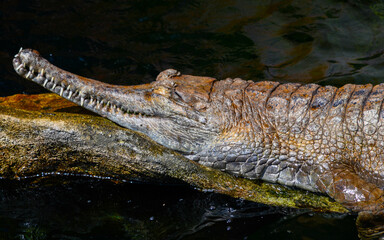 crocodile in the water