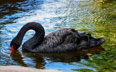 Naklejka premium black swan