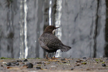 A small dark brown bird stands against the backdrop of a waterfall. The white-throated dipper (Cinclus cinclus), also known as the European dipper or just dipper, is an aquatic passerine bird 