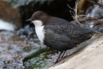 A small dark brown bird stands on the river bank. The white-throated dipper (Cinclus cinclus), also known as the European dipper or just dipper, is an aquatic passerine bird. Close-up.