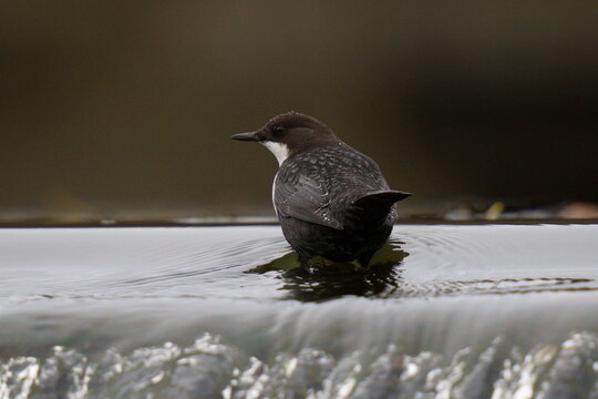 A small dark brown bird stands in the water. The white-throated dipper (Cinclus cinclus), also known as the European dipper or just dipper, is an aquatic passerine bird 