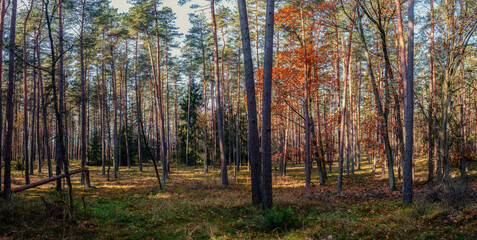 Fototapety na wymiar - Fototapeta24.pl