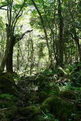 fresh ferns in spring sunlight