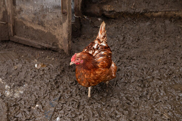 one red brown chicken hen eat on wet ground on organic farm. free range chickens