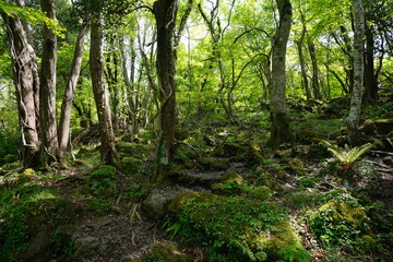fresh ferns in spring sunlight