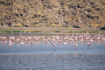 Flock of flamingos in water with mountains in background, Lake Natron, Tanzania