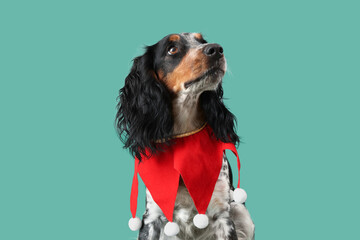 Cute cocker spaniel in elf costume on green background, closeup