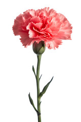 Pink carnation