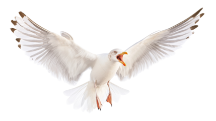 Seagull soars with open wings against a transparent background, capturing nature's majesty