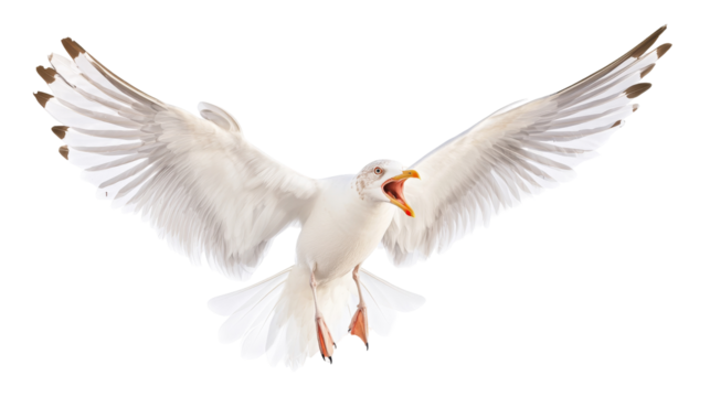 Seagull soars with open wings against a transparent background, capturing nature's majesty