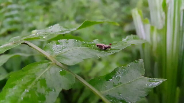 Aesthetic 4k footage, Aphrophora alni, European alder spittle bug resting on a plant leaf. Perfect for documentaries in tropical rainforests and World Environment Day on June 5th. froghopper