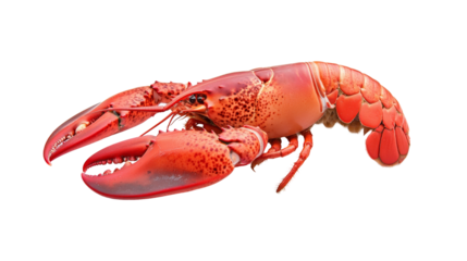 Explore the intriguing characteristics of the vibrant lobster species in nature