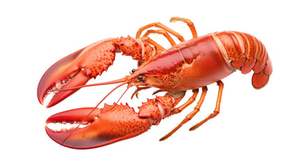 Explore the fascinating world of lobsters nature's underwater marvels