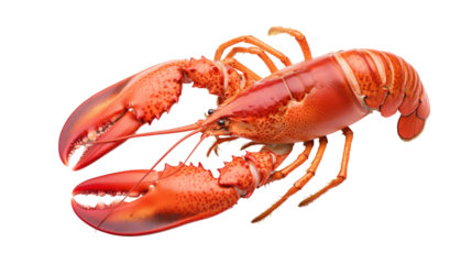 Explore the fascinating world of lobsters nature's underwater marvels