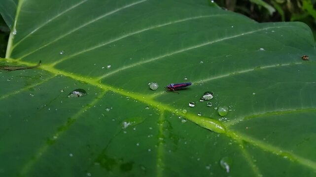 Aesthetic 4k footage, Leafhopper (Cicadellidae) resting on a taro leaf. Perfect for documentaries in tropical rainforests and World Environment Day on June 5th.