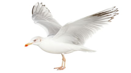 Seagull spreads its wings gracefully against a transparent background for stunning visual appeal