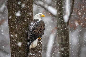 A majestic bald eagle perched on a tree trunk amidst falling snow, showcasing the beauty of wildlife in winter.