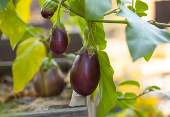 Eggplants on a bush, organic farming in the garden. Eggplant bed.