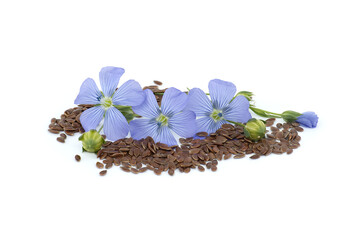 Flax (linseed) flower and seeds over white background