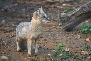 Corsac fox in natural habitats among forest vegetation