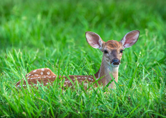 A relaxing afternoon in the grass