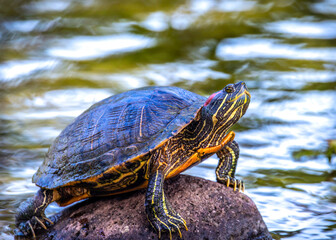 Turtle having a relaxing day on a rock
