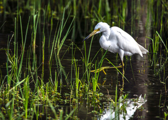 Snowy Egret on the hunt in Pearland, Texas
