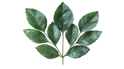 Obraz premium Lush Green Leaf Sprig Nature Botany Plant Foliage Greenery Organic Spring Summer Tropical Leaf (Transparent Background)