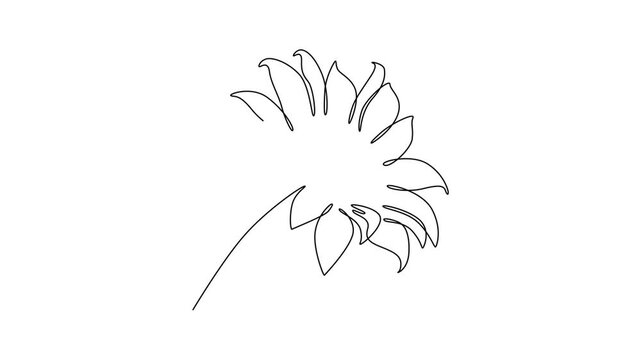 Animated self drawing of continuous line draw beauty fresh sunflower for park logo. Decorative helianthus spring flower concept for wall home decoration poster art. Full length single line animation
