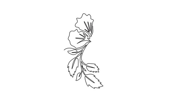 Animated self drawing of continuous line draw beauty fresh hibiscus for park garden logo identity. Printable poster rose mallow flower concept for home wall decoration. Full length one line animation