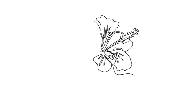Animated self drawing of continuous line draw of beauty fresh hibiscus for garden logo identity. Decorative rose mallow flower concept for home wall decoration poster. Full length one line animation