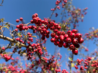 The fertile season of natural cranberry fruit is harvest time and maturity